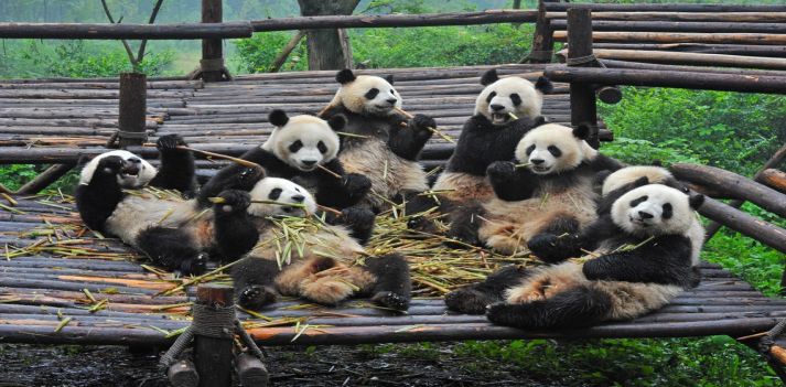 Viaggio in Cina per osservare i Panda Giganti
